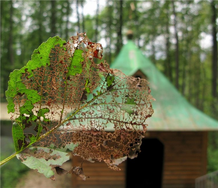 Осенний блюз — Куклы Heidi Plusczok (Хайди/Хейди Плюсчок) — фото
