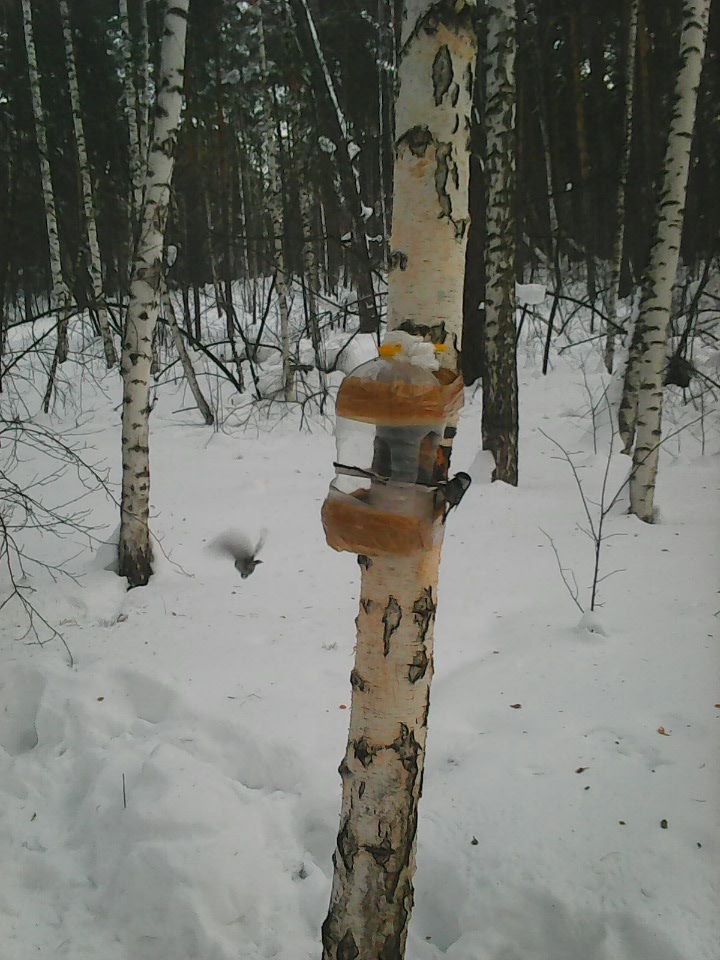 Интересное наблюдение за птицами у кормушки