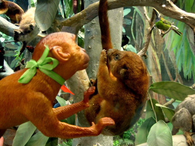 День в музее. Анжела в Государственном Дарвиновском музее