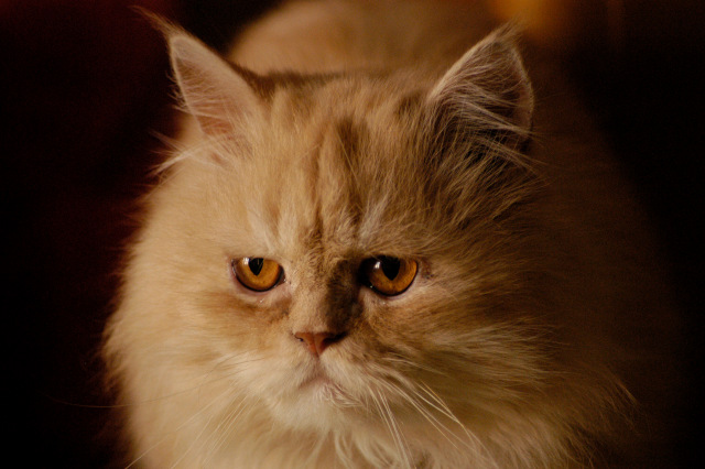 История одного хвостика — В мире животных: смешные фото питомцев и зверей (фото 8)