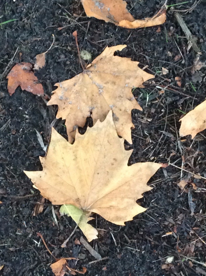 Осень в Австралии — Одежда и обувь для кукол BJD (БЖД): 1/3