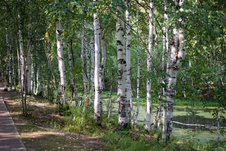 Маленькая Джун — Антикварные куклы Revalo (Ревало): Gebrüder Ohlhaver (фото 6)