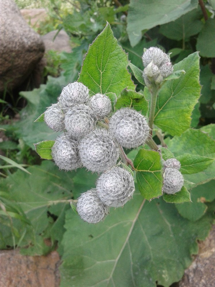 Псков: из лета в лето. Прогулки по городу и куклы