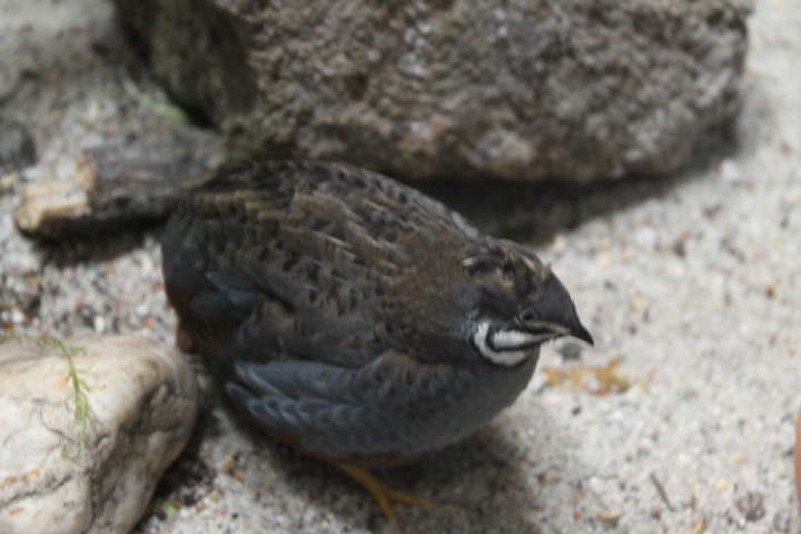 По Германии: зоопарк Лейпцига, часть 1