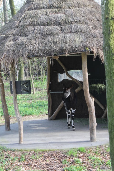 По Германии: зоопарк Лейпцига, часть 1