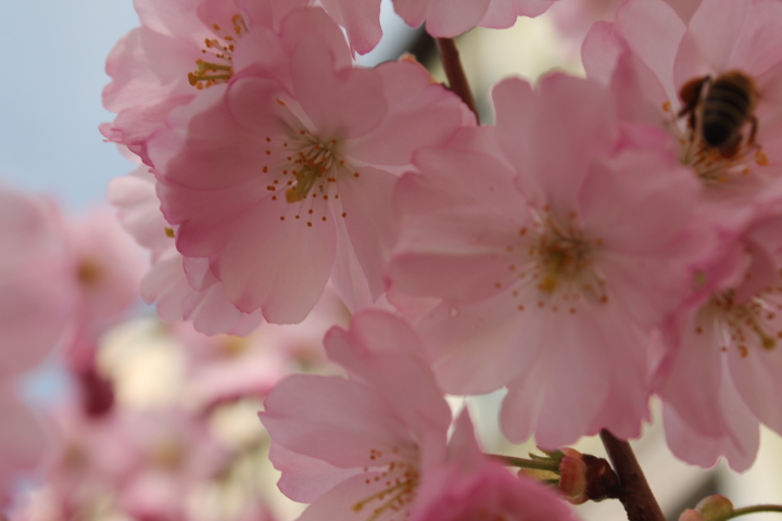 По Германии: весна в Лейпциге