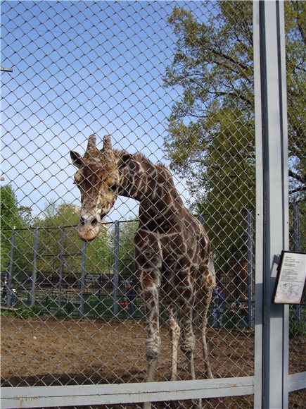 Наша традиционная майская прогулка по Московскому зоопарку