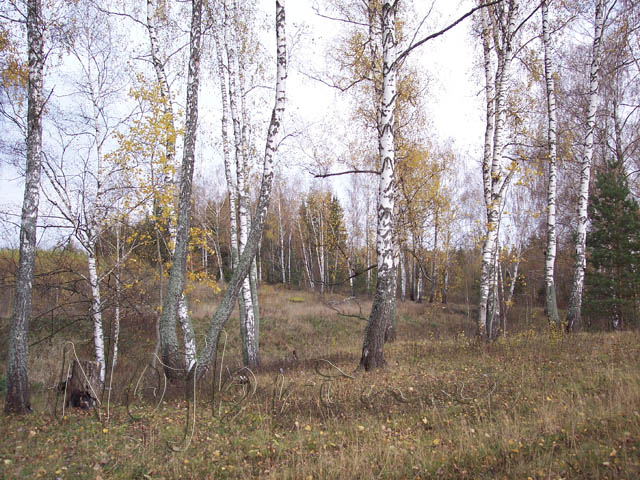 Осенняя поездка. Куклы Gotz и Berenguer (фото 4)