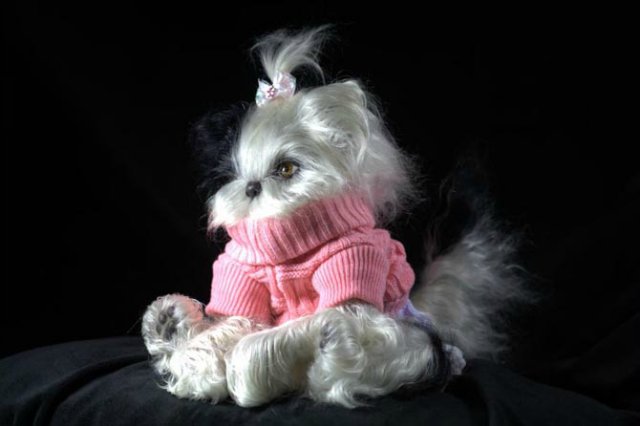 Маленький Ши-цу из молда "Принцесса"(мопс).Работа американского мастера