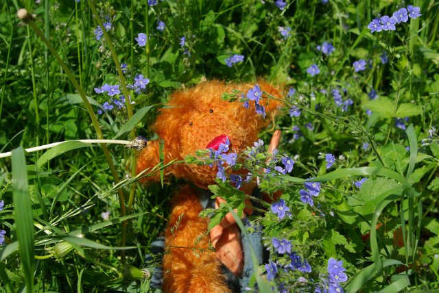 Улыбка Zwergnase - Poldine (фото 3)