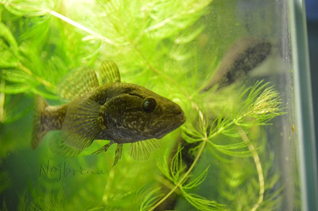 Питер - самый лучший город на земле! Вихтель Rosemarie Anna Muller