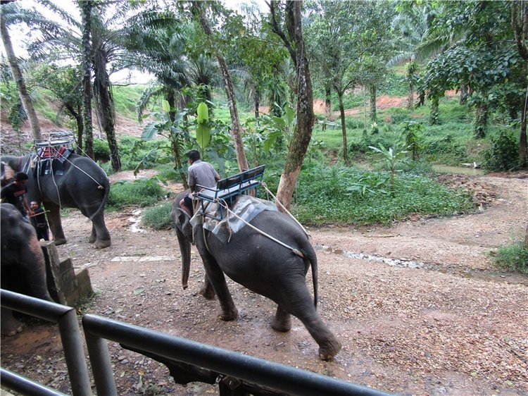 Семь слонов счастья — Туризм и путешествия: фотоотчеты из поездок