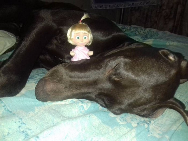 Новые Машки в кармашке — Куклы Маша и Медведь (Simba): Маша в кармашке