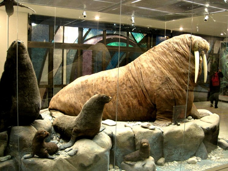 День в музее. Анжела в Государственном Дарвиновском музее