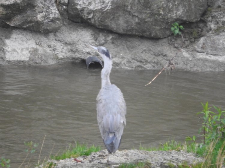 Любителям птиц. Серая цапля Словении