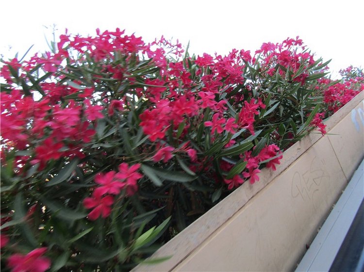 На вершине горы Монжуик в Барселоне