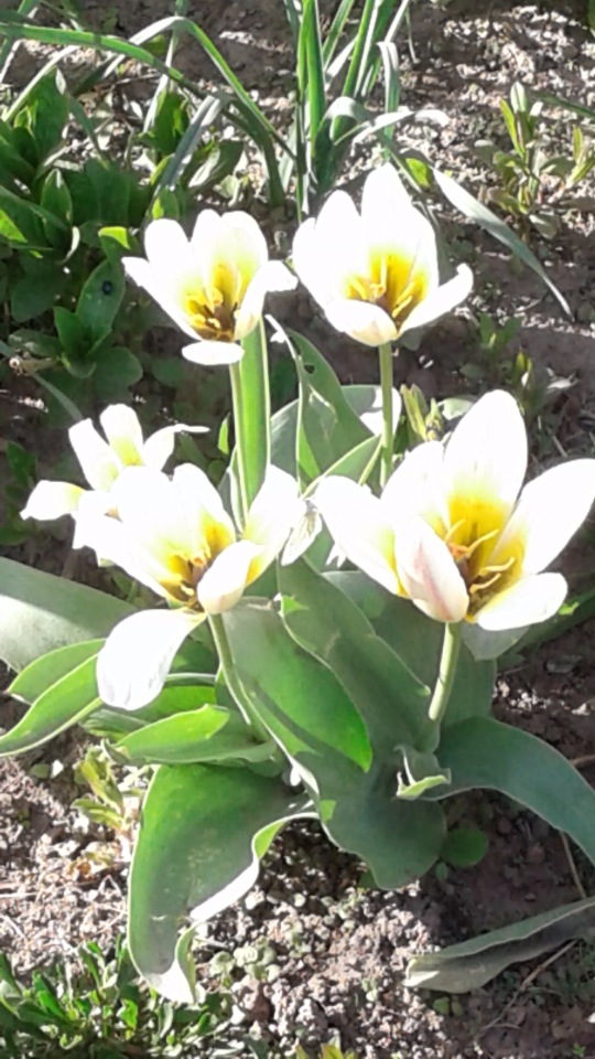 Природа Пскова: из весны в лето (фото 6)