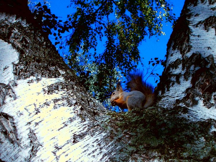 Всё та же осень, но совсем другие фото (фото 6)