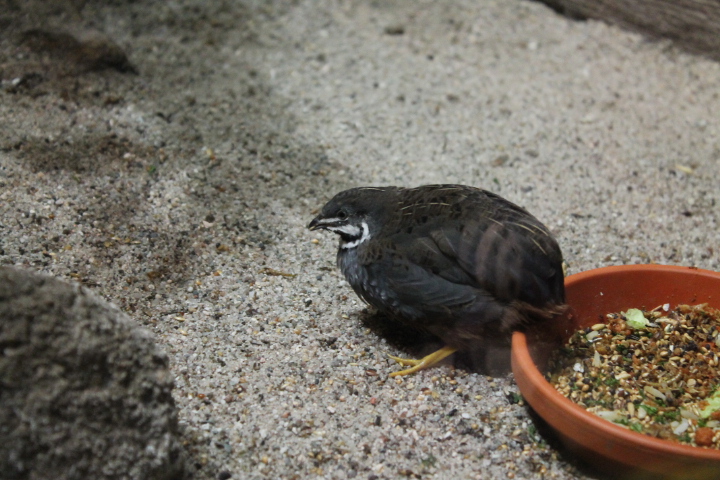 По Германии: зоопарк Лейпцига, часть 2