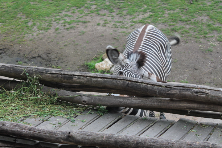 По Германии: зоопарк Лейпцига, часть 3