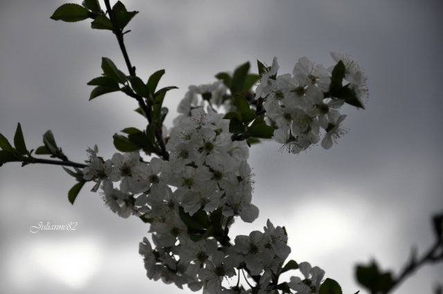 "Первый майский день..." Оливия от Helen KISH