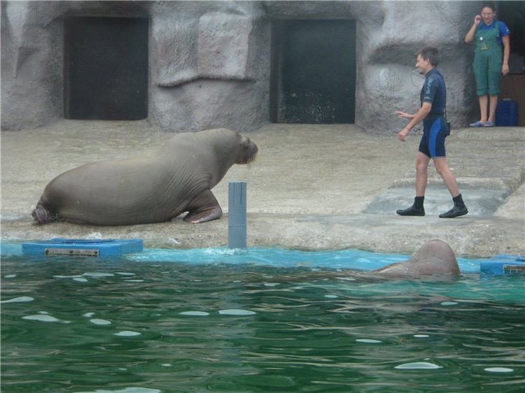 Пупсы Nines Artesanal D'Onil в Ижевском зоопарке (фото 4)