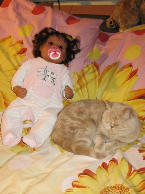 Мое шоколадное семейство — Домашние коллекции кукол: фото собраний (фото 8)