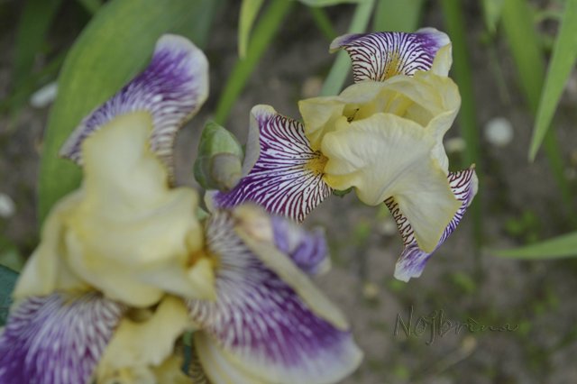 Яркие краски. Вихтели Rosemarie Anna Muller