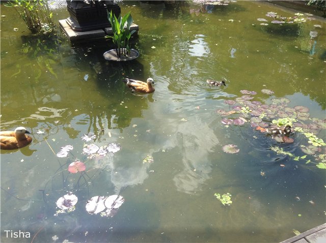 Малышки Sarah Key — Другие мини