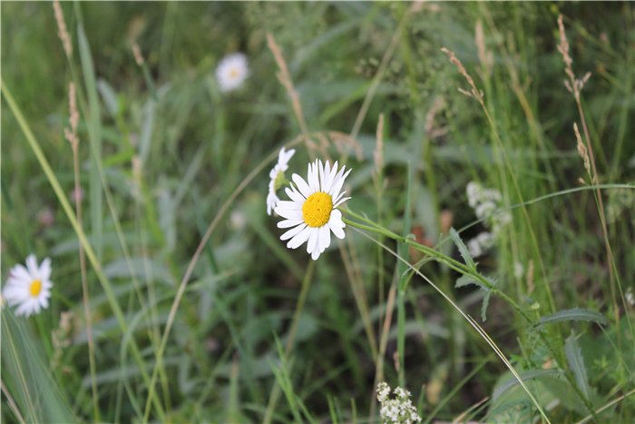 Возвращение! Мариетта от Carmen Gonzalez (фото 9)