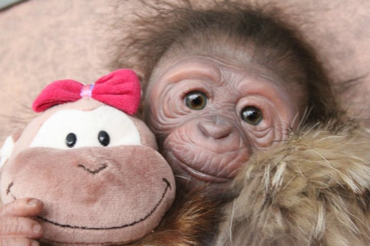 Лерка, кукла-реборн Элины Кудрявцевой