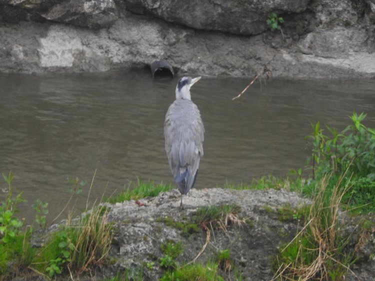 Любителям птиц. Серая цапля Словении