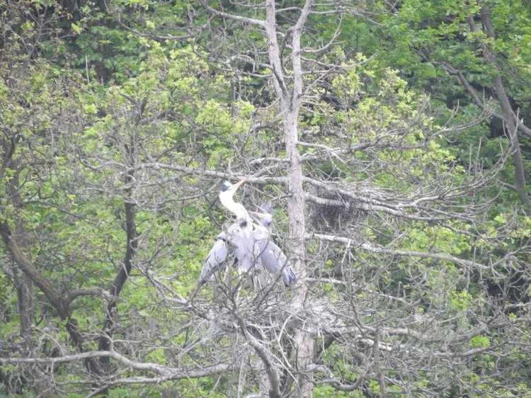 Любителям птиц. Серая цапля Словении