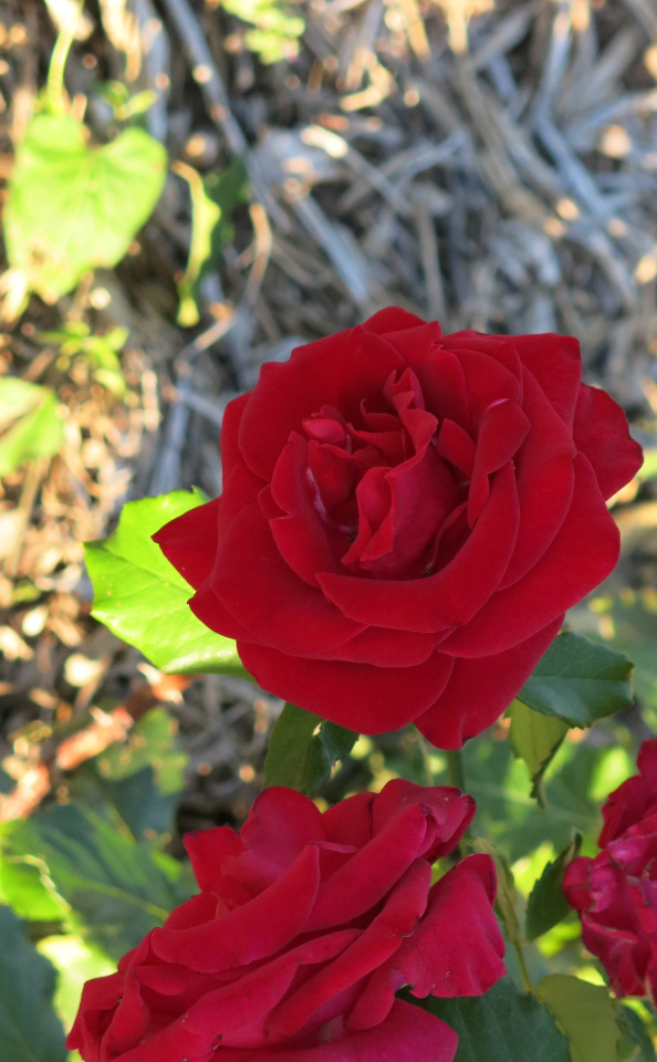 Субботняя прогулка — Болталка и разговоры обо всем: жизнь (фото 8)