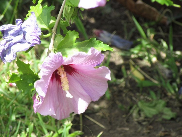 По дороге летним днём Магдалена шла с чепцом