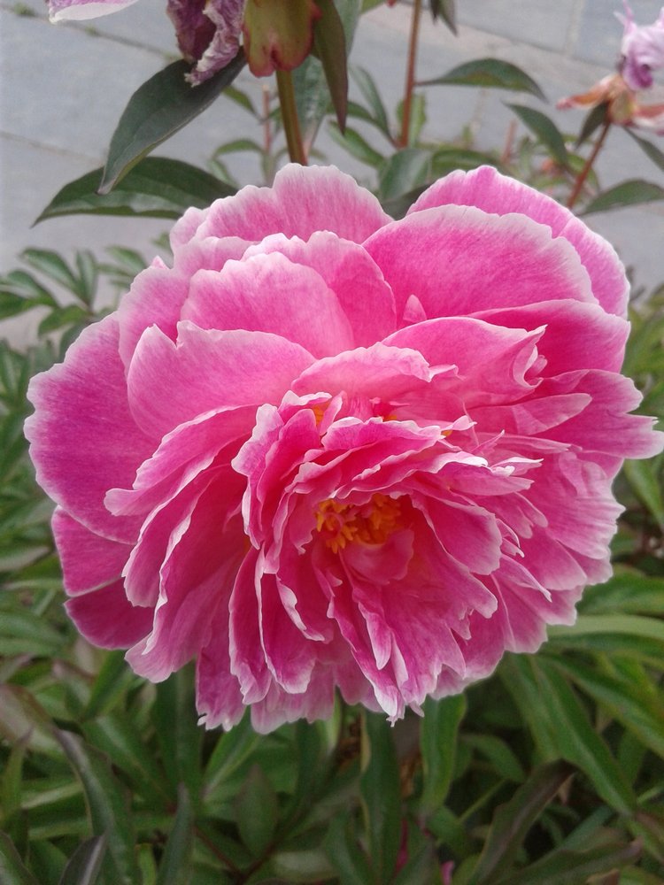 Псков: из лета в лето. Прогулки по городу и куклы