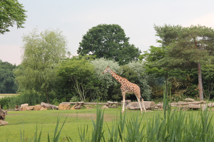 По Германии: зоопарк Лейпцига, часть 3