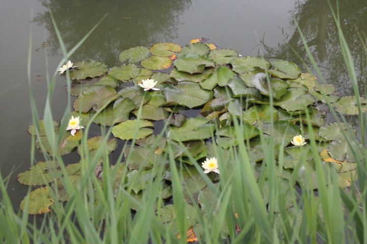 По Германии: зоопарк Лейпцига, часть 3 (фото 5)