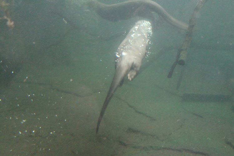 По Германии: зоопарк Лейпцига, часть 2