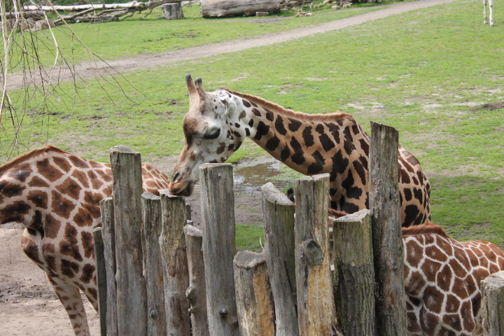 По Германии: зоопарк Лейпцига, часть 1