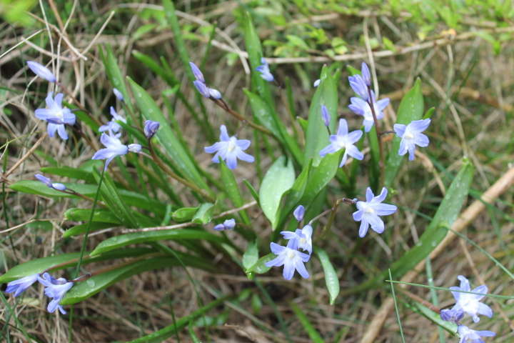 По Германии: весна в Лейпциге (фото 8)