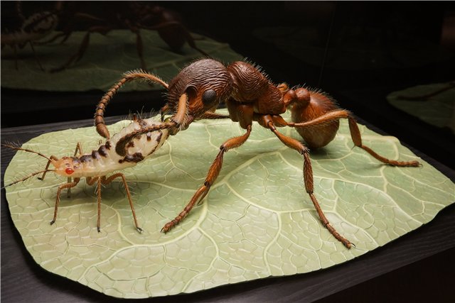 Взятие Берлина. Часть 3. Аква-дом, Улыбка бегемота и Прототип куколок Шильдкрот