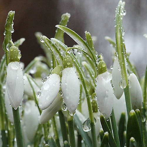 Ах как же хочется весны... Весна от Томаса Беккера (Thomas Baecker)