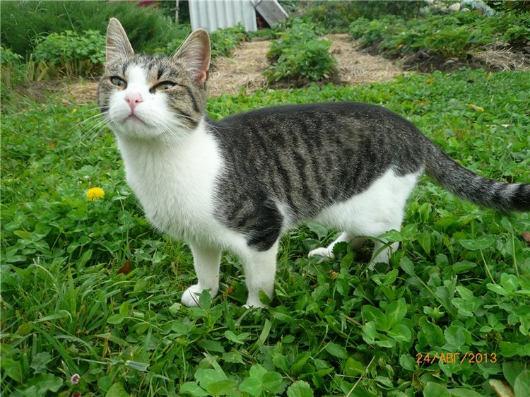 Летние забавы. БЖД куколка - Сосенка Пин