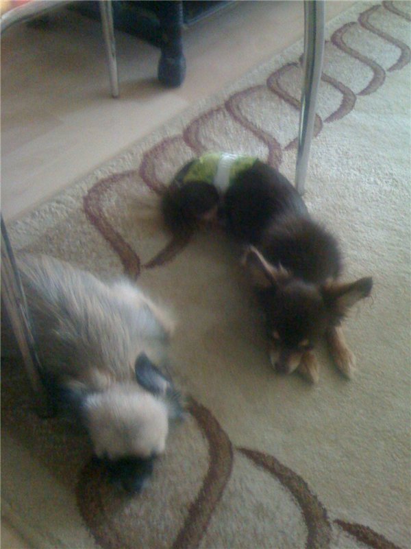 Учимся крепко спать — Болталка и разговоры обо всем: жизнь (фото 4)