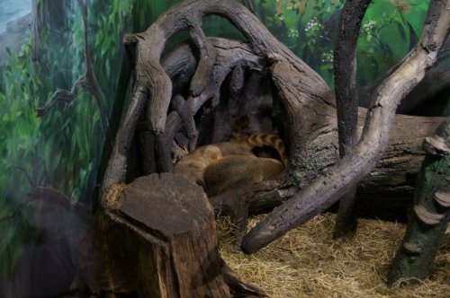 Воронежский океанариум — Туризм и путешествия: фотоотчеты из поездок (фото 6)