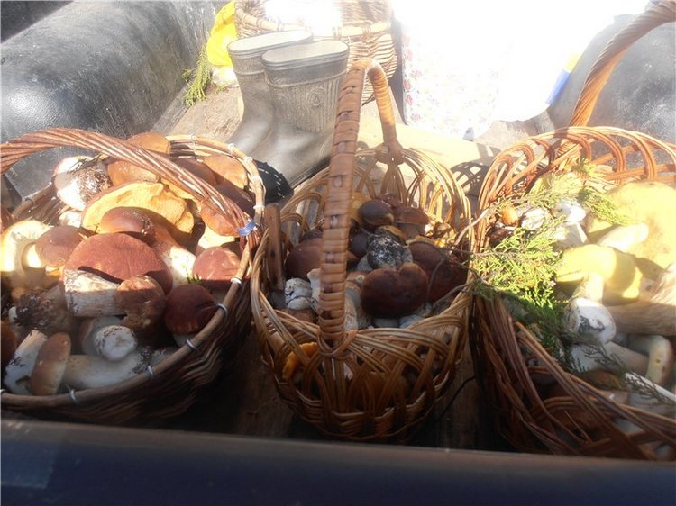 Любителям природы и походов за грибами