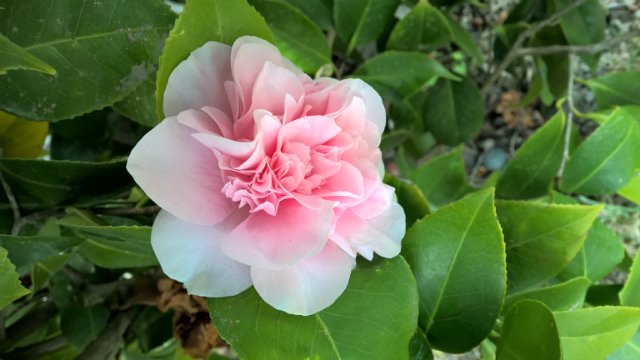 Сочи-парк, или, Русский Диснейленд. Часть 2