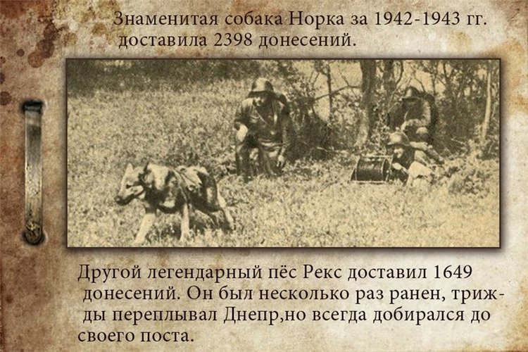 Собаки-бойцы, герои Великой Отечественной войны (фото 9)