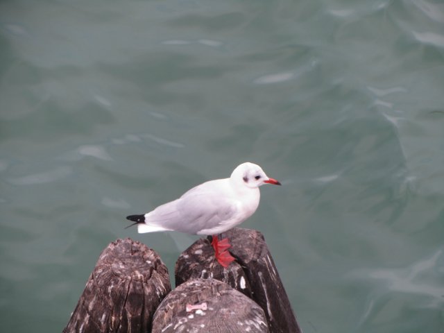 "Моя Италия". Часть 7 (заключительная) - Венеция